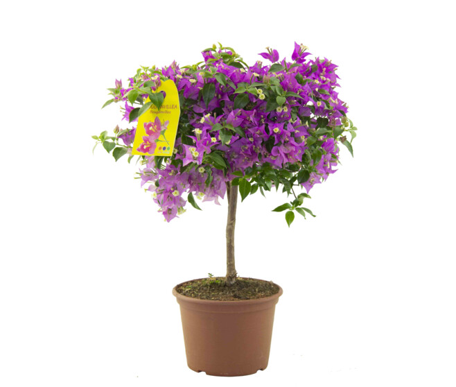 BOUGAINVILLIER VIOLET TIGE