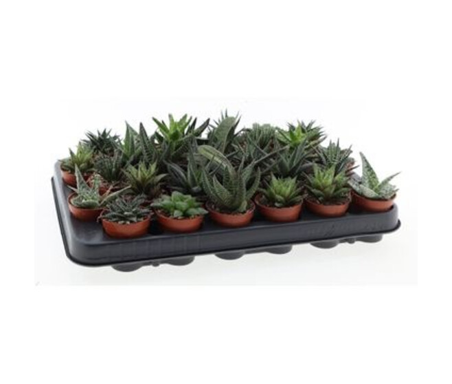 ALOE VARIE