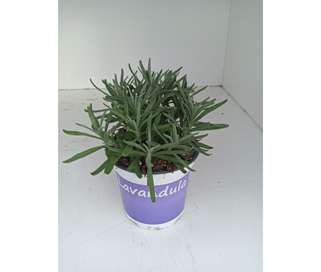 LAVANDE HIDCOTE
