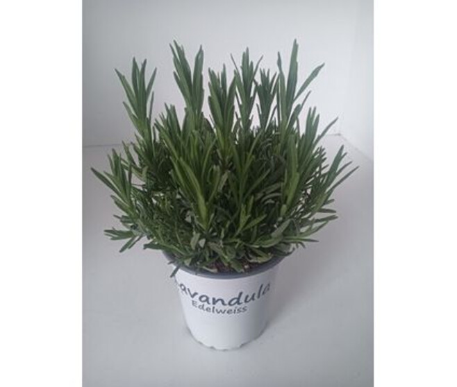 LAVANDE EDELWEISS BLANCHE
