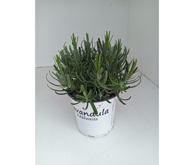 LAVANDE EDELWEISS BLANCHE