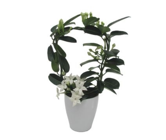 STEPHANOTIS 4/6GR CERAM