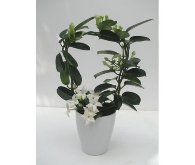 STEPHANOTIS 4/6GR CERAM