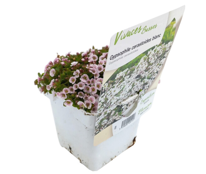 GYPSOPHILA CERASTIOIDES
