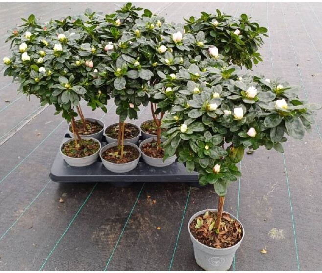 AZALEE INDICA 22CM BLANC TIGE