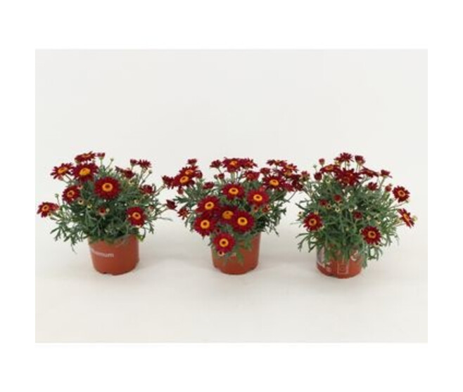 ANTHEMIS ROUGE