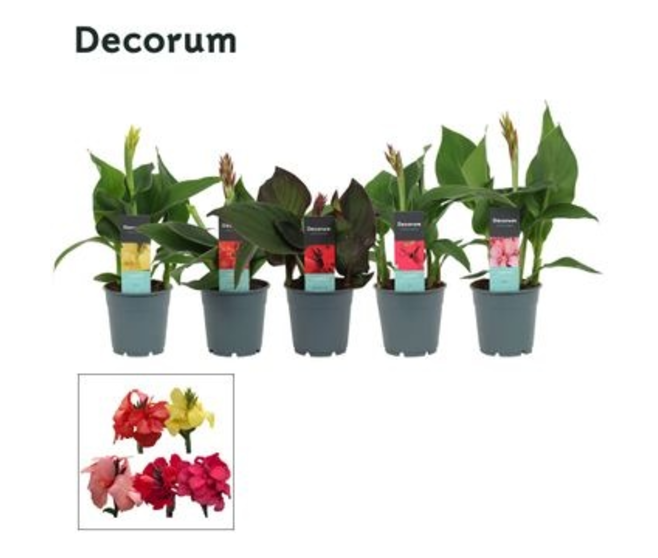 CANNA CANNOVA