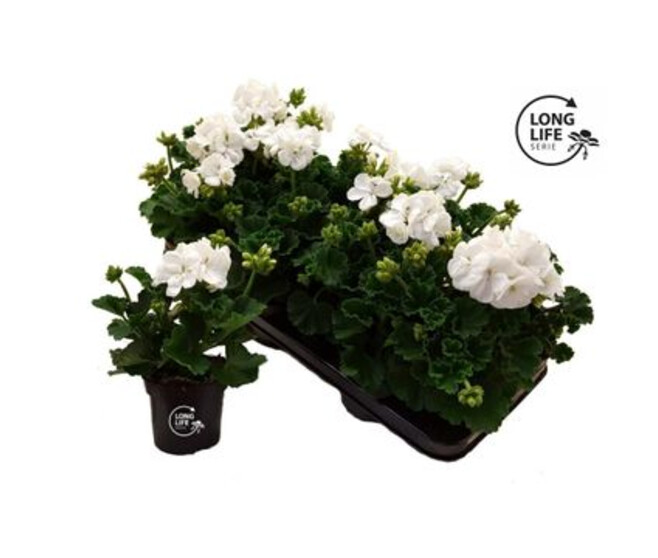 GERANIUM ZONAL BLANC