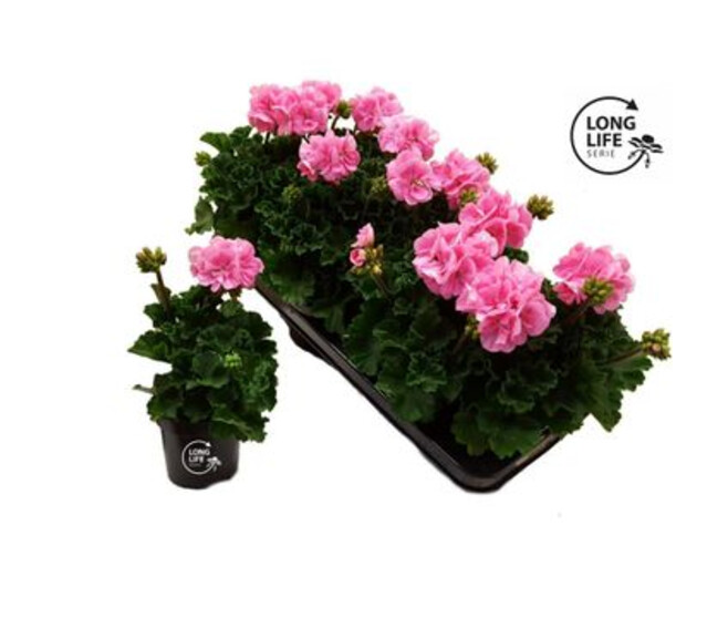GERANIUM ZONAL ROSE CLAIR