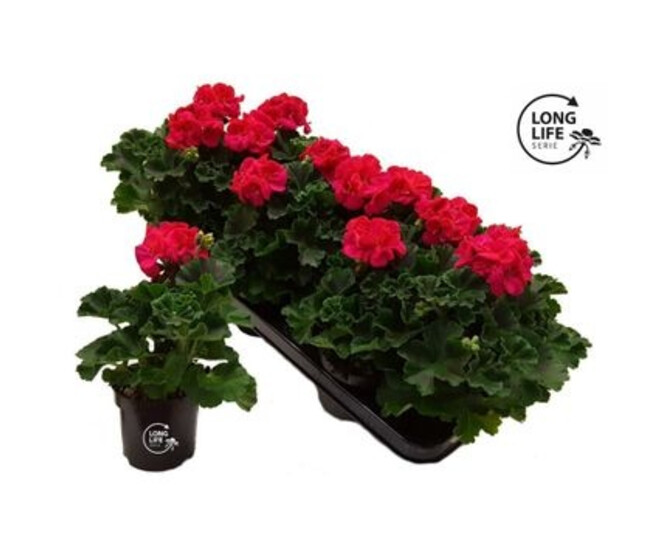 GERANIUM ZONAL HOT ROSE