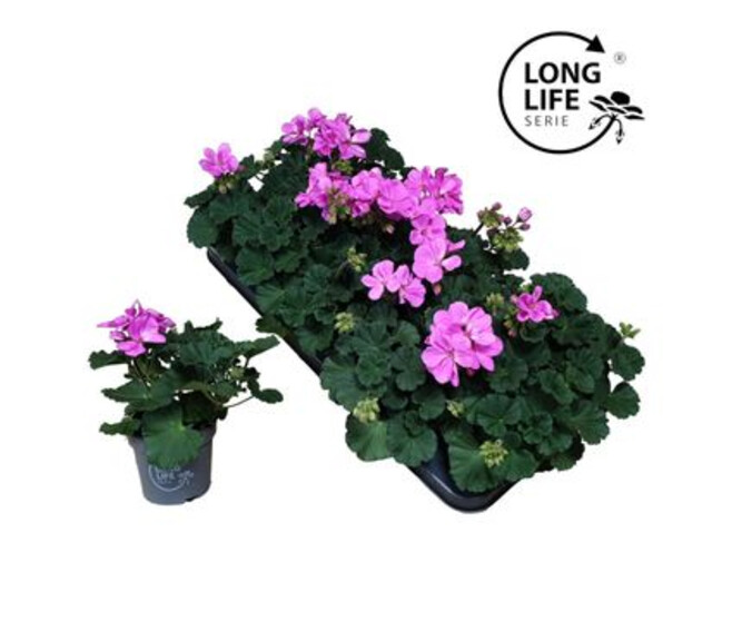 GERANIUM ZONAL MAUVE