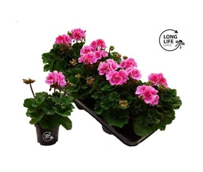 GERANIUM ZONAL MAUVE 2COULEURS