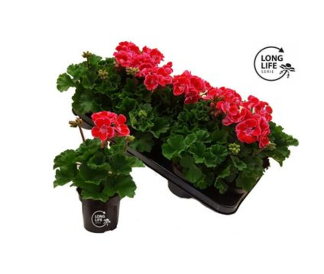 GERANIUM ZONAL ROSE 2COULEURS