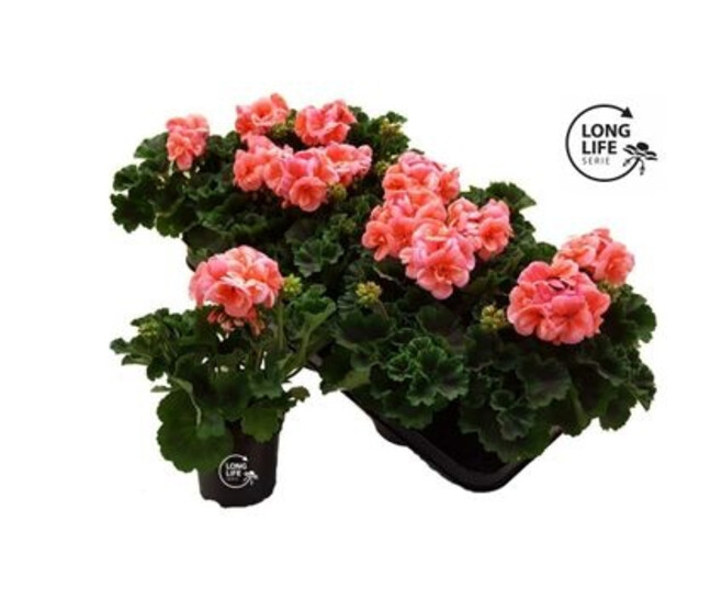 GERANIUM ZONAL SAUMON
