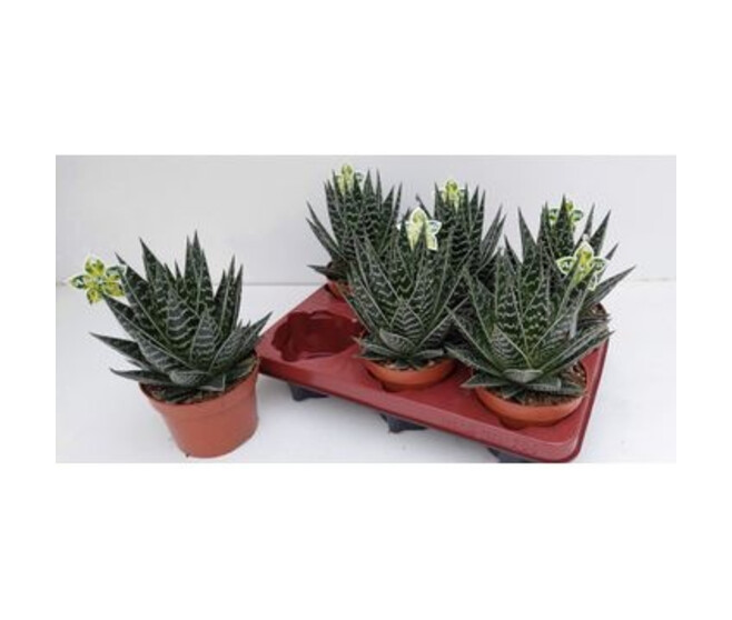 ALOE TIKI TAHI