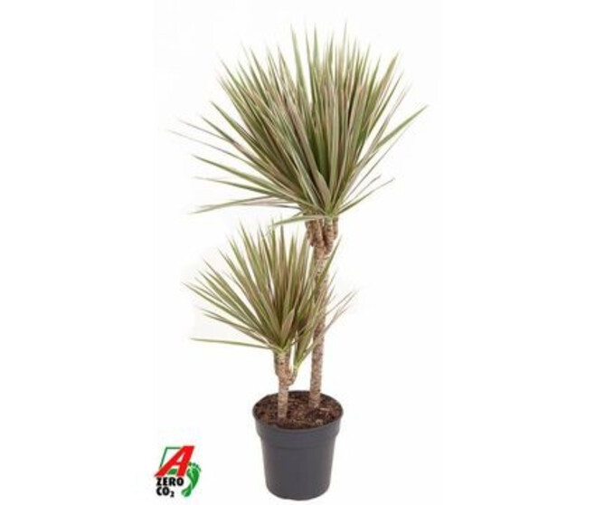 DRACAENA MARGINATA TRICOLOR 45-15