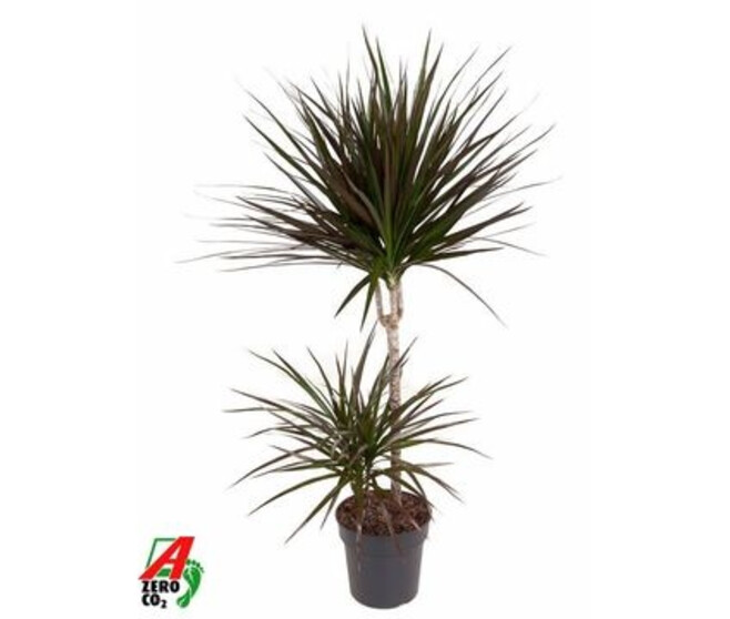 DRACAENA MAGENTA 45-15