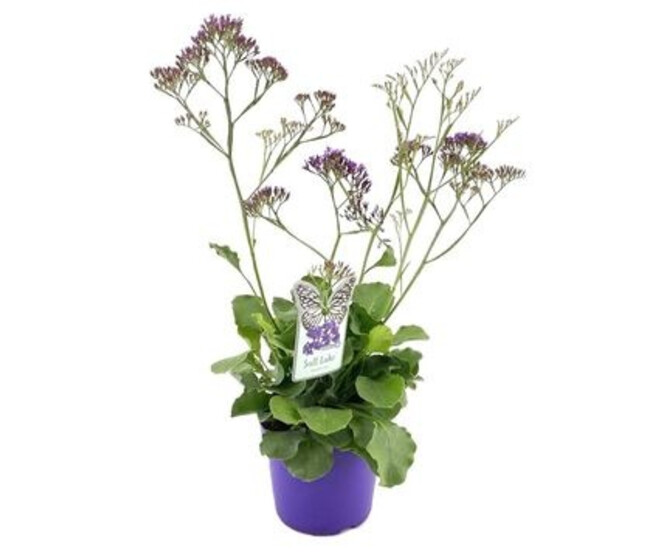 LIMONIUM