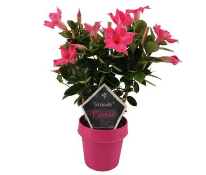 MANDEVILLA ROSE
