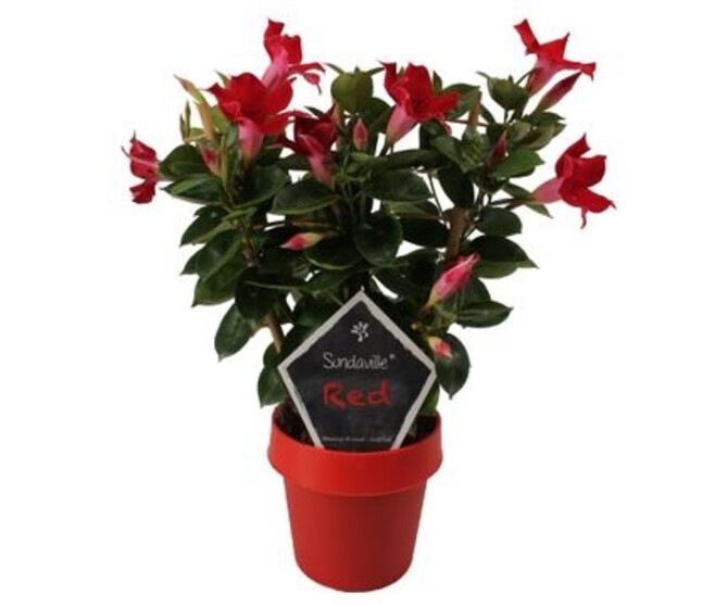 MANDEVILLA ROUGE