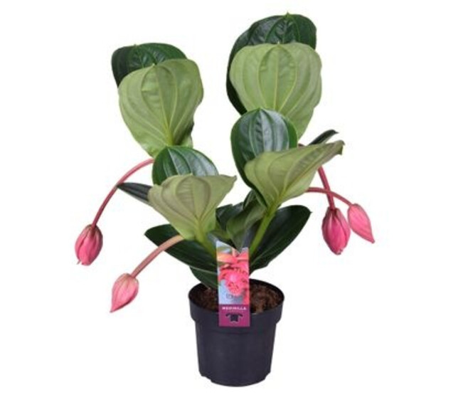 MEDINELLA FLAMENCO 4FL