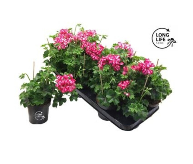 GERANIUM LIERRE DBLE