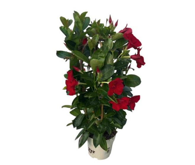 DIPLADENIA COLLECTION 2ARCEAUX P COLORE
