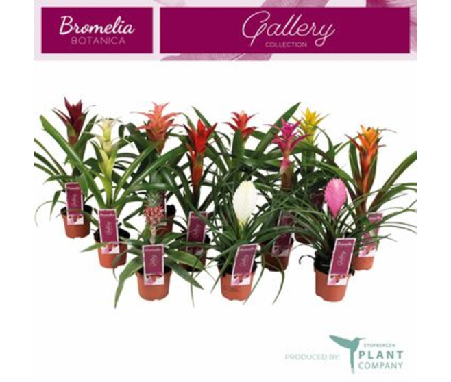 BROMELIACEE VARIEES