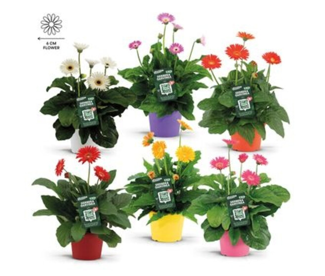 GERBERA GARVINEA