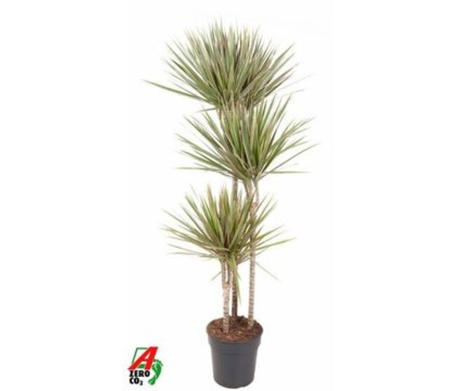 DRACAENA MARGINATA BICOLOR 90-60-30