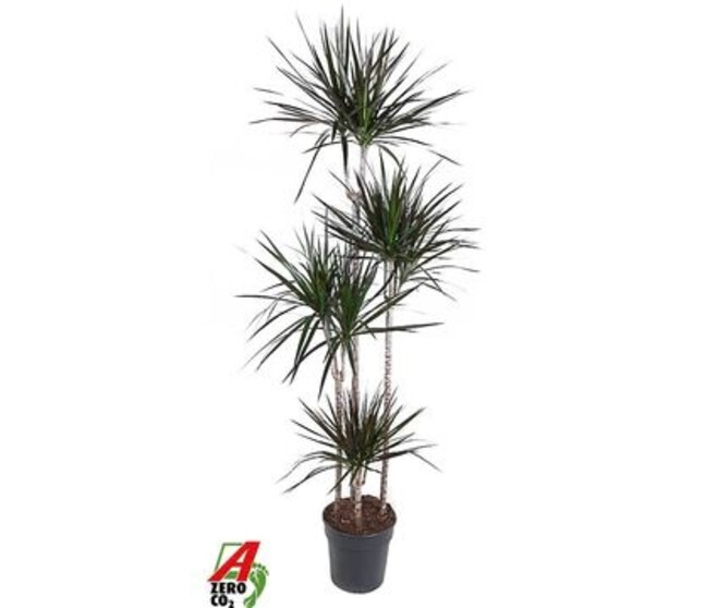 DRACAENA MAGENTA 120-90-60-30