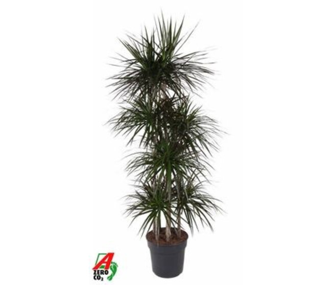 DRACAENA MAGENTA CARROUSEL