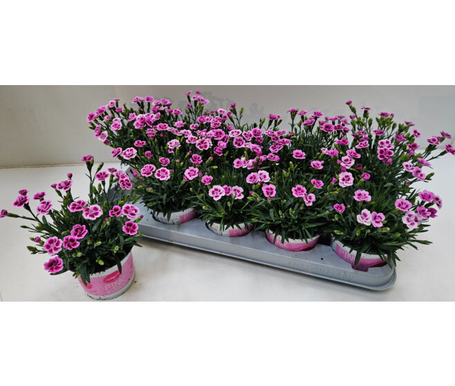 OEILLET PINK KISSES