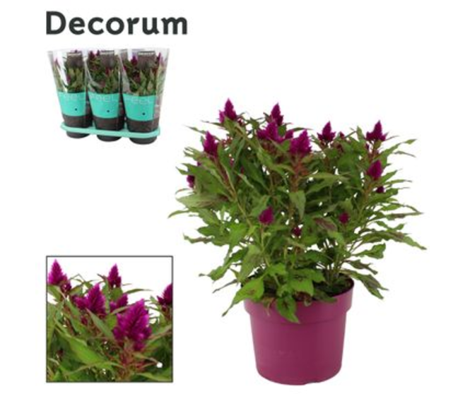 CELOSIE CARACAS MAUVE P DECO DECORUM