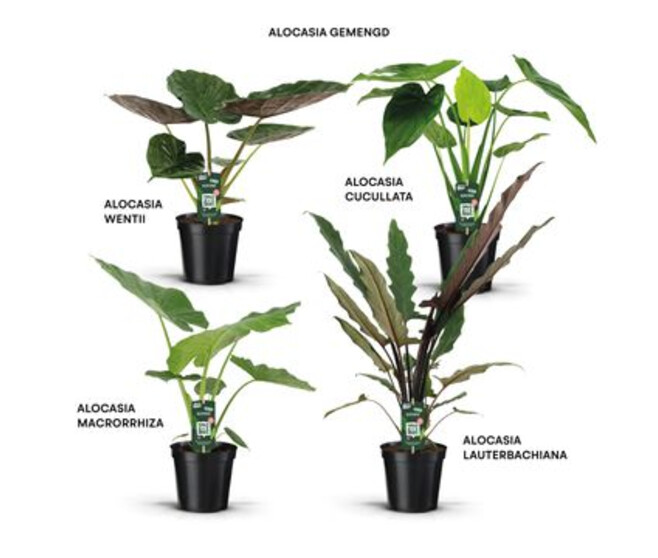 ALOCASIA VARIE DECORUM