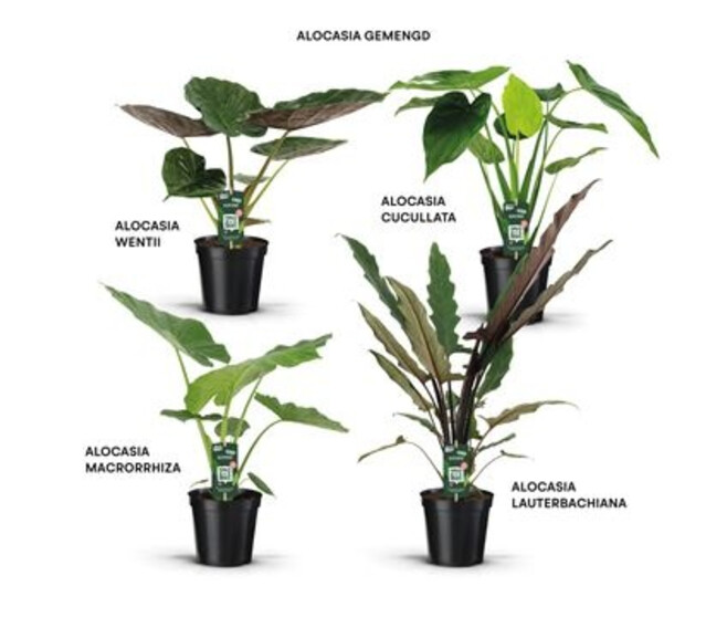 ALOCASIA VARIE DECORUM