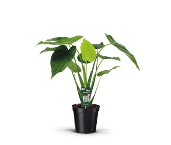 ALOCASIA CUCULLATA DECORUM