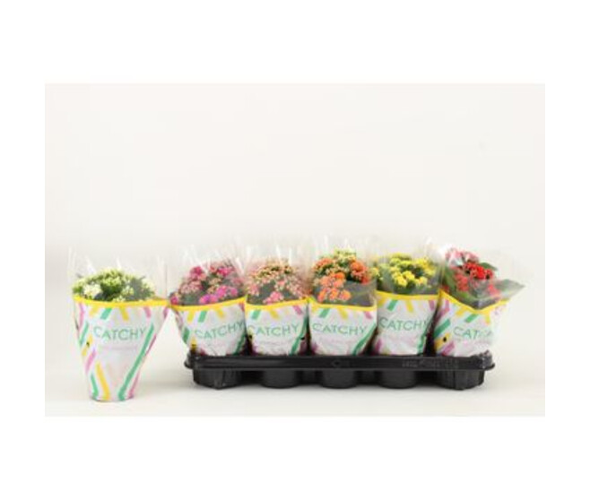KALANCHOE FL DBLE