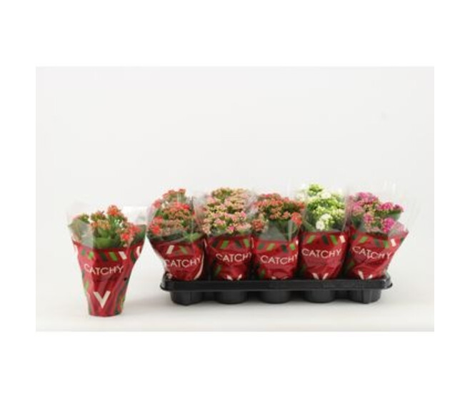 KALANCHOE FL DBLE
