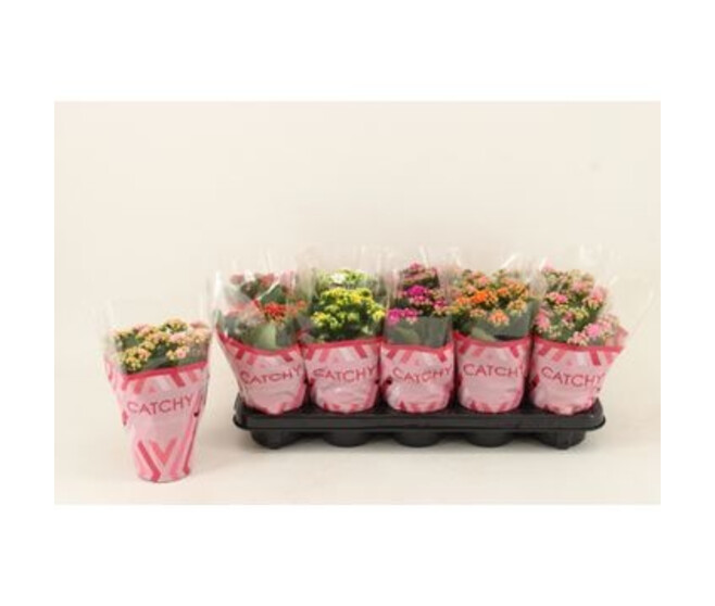 KALANCHOE FL DBLE