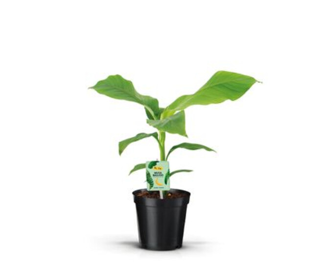 MUSA BASJOO DECORUM