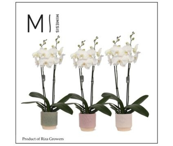 PHALAENOPSIS 2BR BLANC CERAM