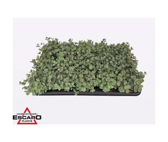 SEDUM SIEBOLDII