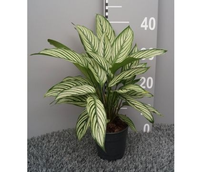 CALATHEA VARIES