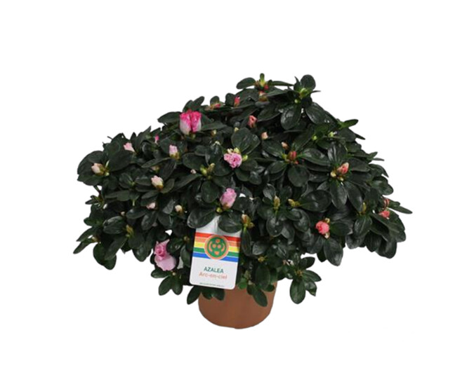 AZALEE INDICA CARNAVAL 45CM