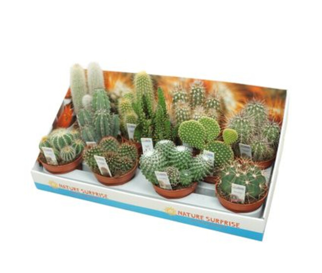 CACTUS FL IMIT PRESENTOIR CARTON