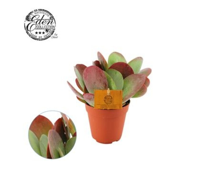 KALANCHOE THYRSIFLORA