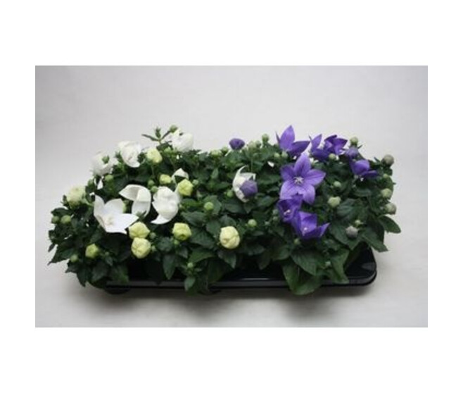 PLATYCODON GRANDIFLORUM VARIE