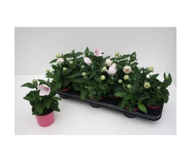PLATYCODON GRANDIFLORUM ROSE