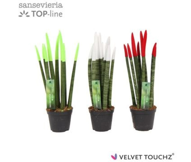 SANSEVIERIA CYLINDRICA VELOURS